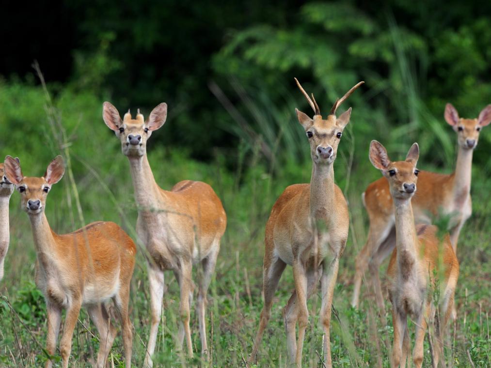 新华鲜报丨定了！我们的国家公园有了“产权证”