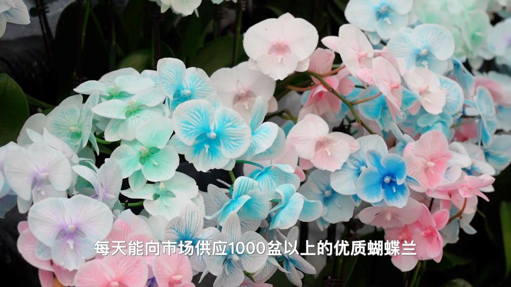 新华视点丨四海同春 年味万千 —— 各地新春图景扫描