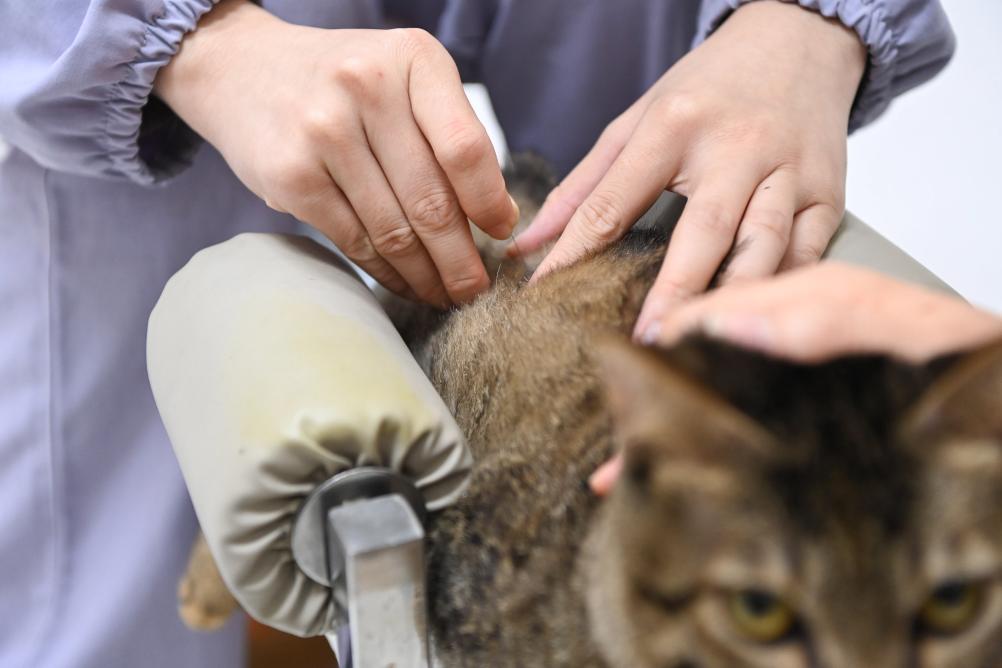 新春中国行丨“携宠团聚”成更多中国人过年新选择