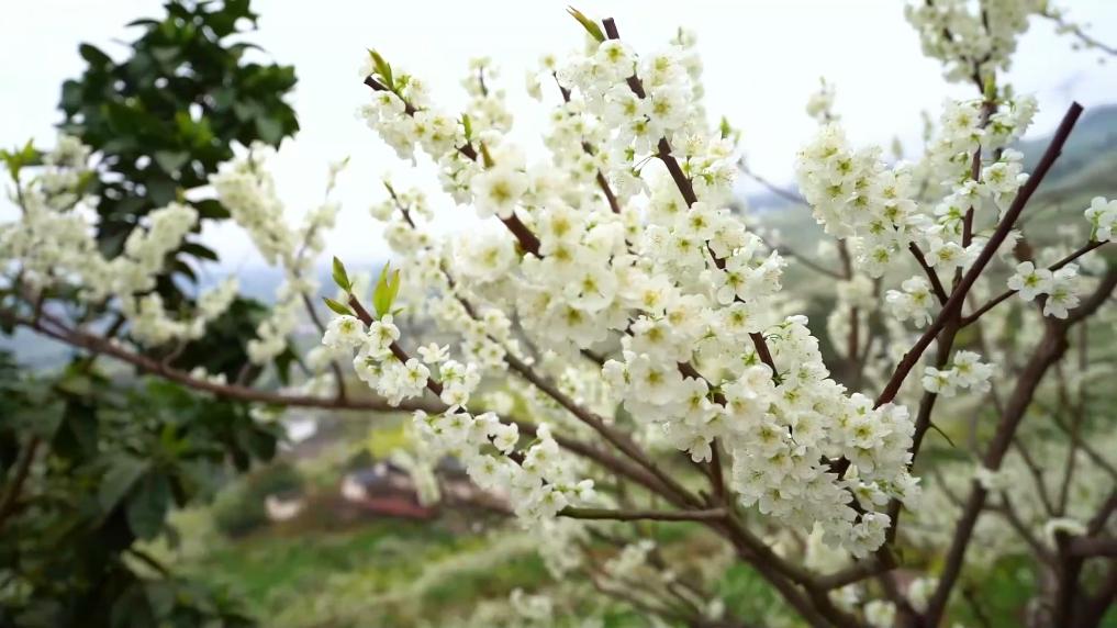 新华视点｜春日盛景赋能“花经济” 文旅融合焕发新活力