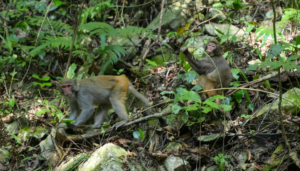 习近平总书记关切事｜以林为笔的生态答卷