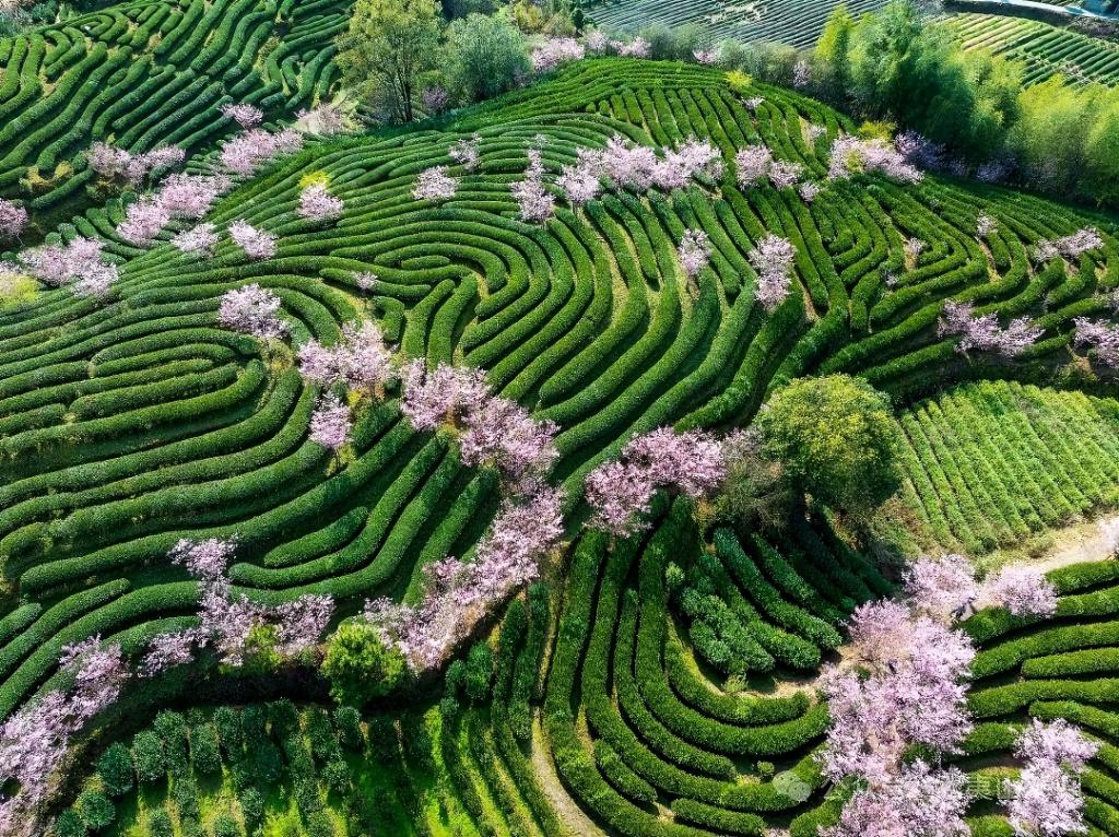 春日经济新图景丨开往春天的列车，一路繁花一路歌！
