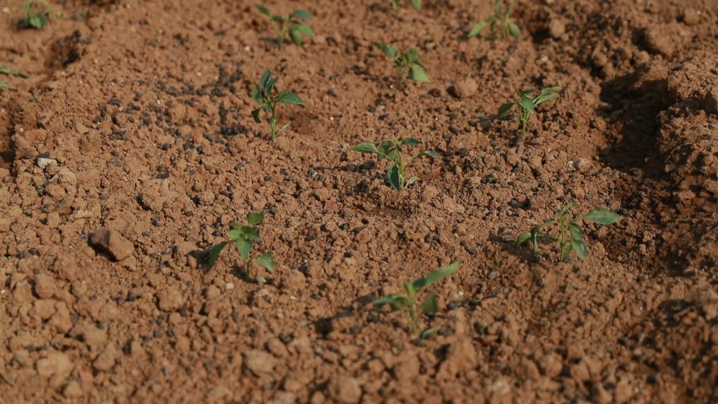 新华视点丨“春日经济”下,“共享菜园”为啥火了?