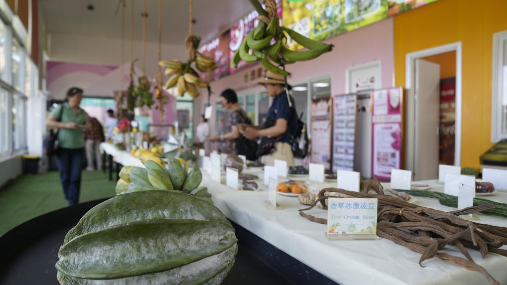 琼海世界热带水果之窗的甜蜜产业链