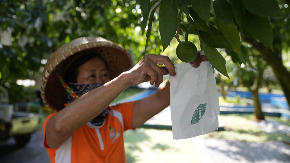 琼海世界热带水果之窗的甜蜜产业链