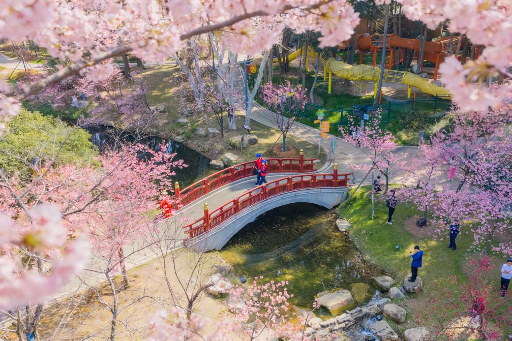 春日经济新图景丨踏春赏花，从“看风景”到“深体验”