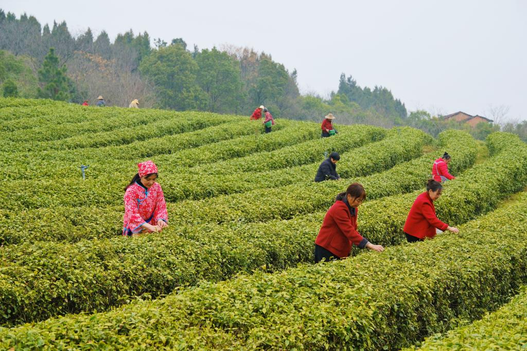 春日经济新图景丨踏春赏花，从“看风景”到“深体验”