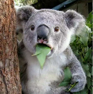 ����թƭ����ף������ɵ�����©������Ѫ�Ľ�ѵ