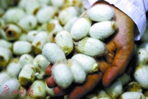 新品种蚕宝宝口吐“金元宝” 一吨售价38万