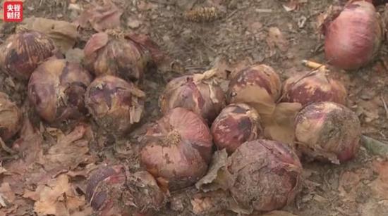 洋葱价格暴跌:1毛1斤仍无人问津 经纪人血本无归
