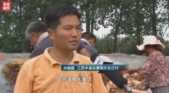 洋葱价格暴跌:1毛1斤仍无人问津 经纪人血本无归