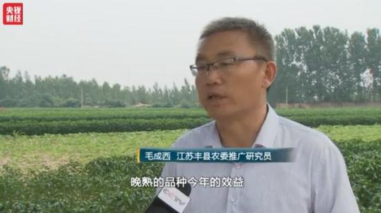 洋葱价格暴跌:1毛1斤仍无人问津 经纪人血本无归