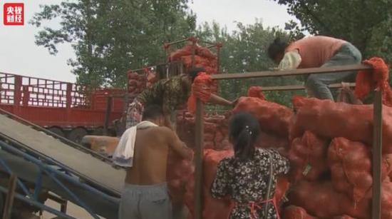 洋葱价格暴跌:1毛1斤仍无人问津 经纪人血本无归