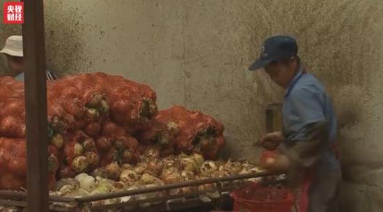 洋葱价格暴跌:1毛1斤仍无人问津 经纪人血本无归