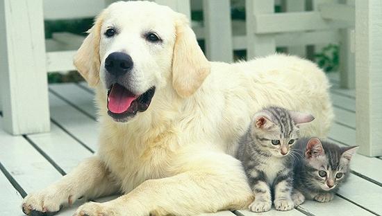 ͼƬ��Դ������IC