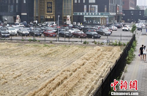 6��22�գ����˴ӱ����������������ϵ�һ��ũ�����߹����������������������У����ﱻ������Ϸ�ʳ�Ϊ����ţũ��������緢�ź���