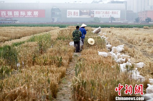 6��22�գ���λ������Ա�ڱ����������������ϵ�һ��ũ�����ո�С���������������������У����ﱻ������Ϸ�ʳ�Ϊ����ţũ��������緢�ź���