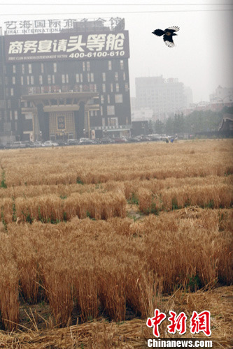 6��22�գ�һֻ��ѻ�ɹ������������������ϵ�һ��ũ��������������������У����ﱻ������Ϸ�ʳ�Ϊ����ţũ��������緢�ź���