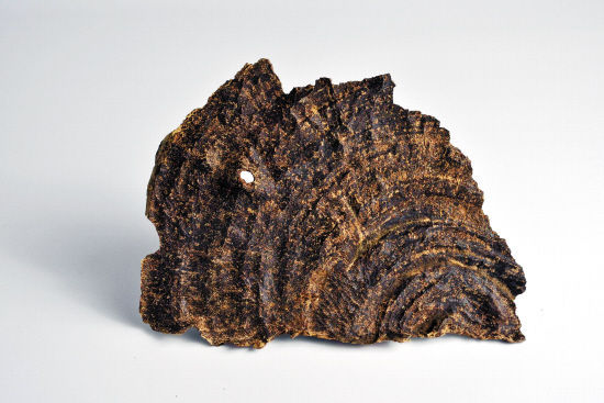 ���Ϻ����