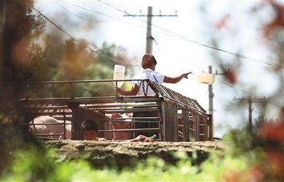 7��16�գ���ƽ�൤��ֳС������ˮ�����������Լ�Ժ������չ�����������ˮ���ݼ��߹۲죬ÿͷ������ˮ��10���Щ����󽫱���������һ�ӹ������ס�