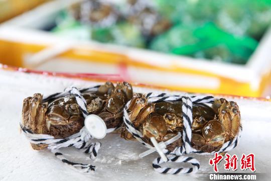 9月23日阳澄湖大闸蟹鲜到广州 南航供图