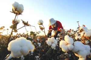 棉花.jpg