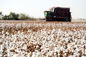 棉花.jpg