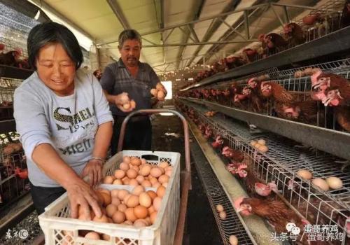 鸡蛋价格重归跌势 中秋节前蛋价能到几块?