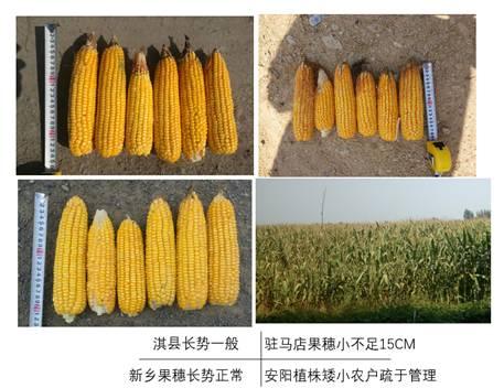 【中粮调研】华北玉米秋收调研报告