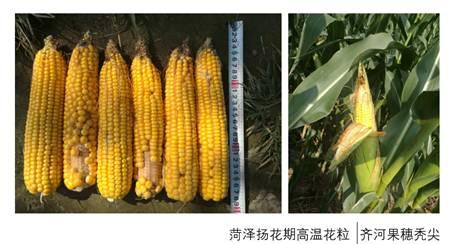 【中粮调研】华北玉米秋收调研报告
