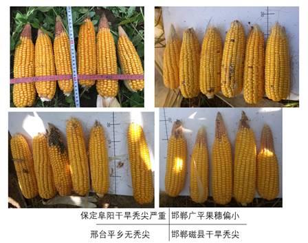 【中粮调研】华北玉米秋收调研报告