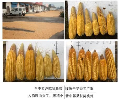 【中粮调研】华北玉米秋收调研报告