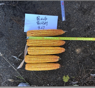 ����ֲ������� �����ܲ����½�